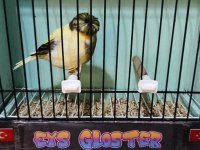 Glosterler Vasıflı Takım Kanaryalar