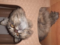 British longhair paşamıza eş arıyoruz