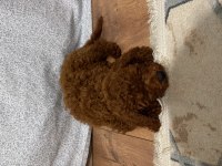 Toy poodle yavrumuz 2 buçuk aylık
