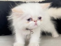 İran kedisi bebek suratlı