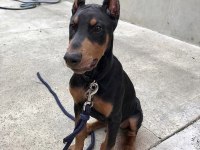 Kızıl siyah doberman