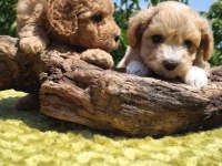 Oyuncak surat maltipoo bebekler