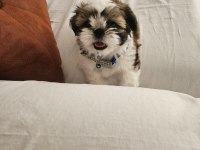 Shih tzu ömürlük ailesini arıyor