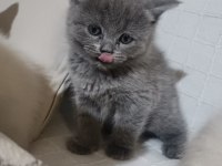 Blue point british shorthair