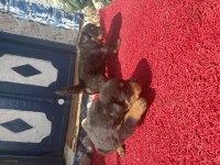 ROTTWEİLER KÖPEĞİ