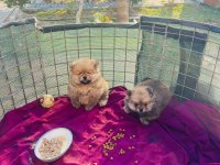 Pomeranian boo teslime hazır