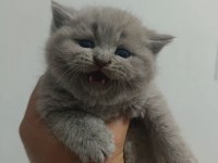 2 aylık british shorthair