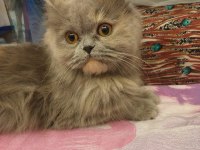 İRAN KEDİMİZ 14 AYLIK DİŞİ
