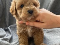 Biblo gibi maltipoo bebeklerimiz