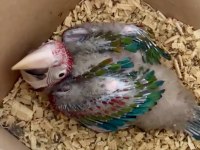 1.5 aylık bebek kırmızı macaw papağanı resmi belgeli