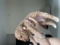 17.05.2025 doğumlu birbirinden güzel poodle yavruları