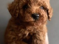 Red toy poodle