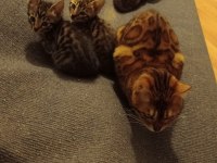 Bengal kedisi yavruları