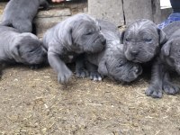 Cone corso blue dişi 3 aylık