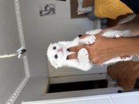 Scottish fold beyaz