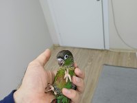 GREENCHEK KONUR PAPAĞANI