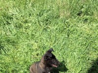 A kalite arayana full aşılı erkek malinois yavru