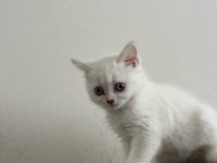 50 günlük blue point dişi british shorthair