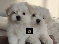 PETS WORLD GÜVENCESİ İLE MALTESE YAVRULARIMIZ
