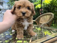 Küt Burun Turuncu Renk Maltipoo Yavrular
