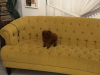 Koreden teacup dişi poodle yavrumuz