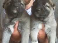 A kalite Kangal yavrular