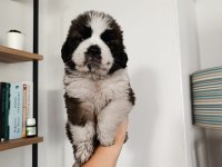 Güzel st bernard bebeğimiz