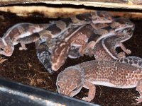 AFRİCA FAT TAİL GECKO YASAL BELGELİ ÇİPLİ