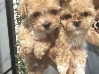 Toy poodle maltipoo bebekler