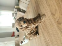 3 Aylık Güzel Kızımız Yeni Ailesini Bekliyor Toy Poodle
