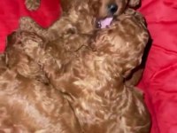 Toy poodle köpeğimiz