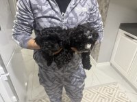 MALTİPOO YAVRULARI 2 AYLIK