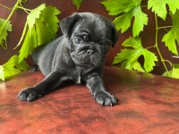 A+ HAMBURGER SURAT PUG MOPS