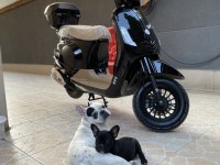 FRENCH BULLDOG KARNELİ
