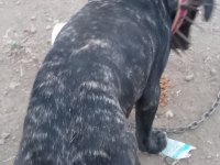Erkek italyan mastiff (cane corso) 7 aylık safkan