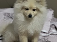 5 Aylık pomeranian Boo