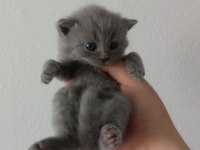 British Shorthair Bebekler - Erkek ve Dişi