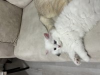British longhair ve shorthair erkek ve dişi yavrular