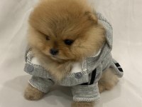 Mükemmel Ayı Surat Pomeranian Boo