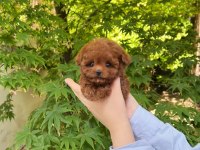 SAFKAN TOY POODLE YAVRULARIMIZ