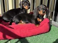 KALİTELİ DACHSHUND YAVRULARIMIZ