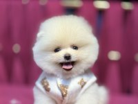 Miço Irk garantili pomeranian