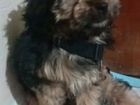 Morkie bebeğimiz teslime hazır
