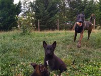 A+ Kalite Safkan Malinois Yavruları