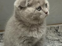 Minik scottish fold bebekler