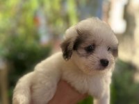 60 günlük orjinal maltese terrier