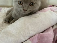 Tatlış bebek kedimiz