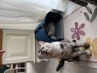 1 aylık british shorthair özel kediler