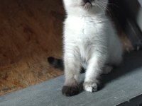 Blue point yavru british longhair