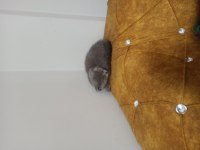 2.5 Aylık safkan orjinal dişi scottish fold